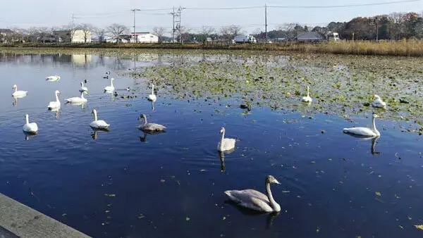 小美玉市季節観光スポットの池花池の白鳥の案内VRツアー